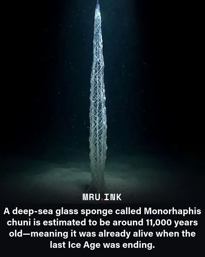 Strange world facts image showing a towering deep sea glass sponge on the ocean floor