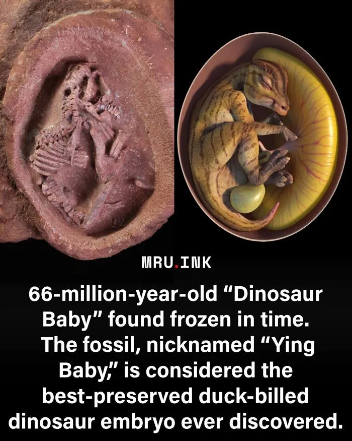 Fossilized dinosaur egg embryo next to a digital reconstruction showing fascinating photos of strange world history.