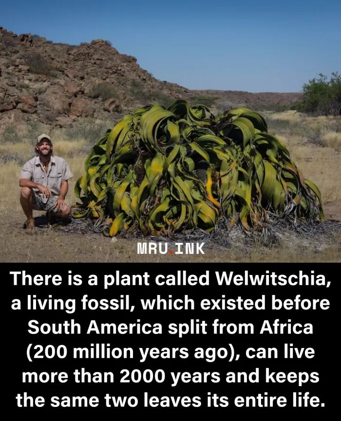A man sitting next to an ancient Welwitschia plant, highlighting strange photos and facts from around the world