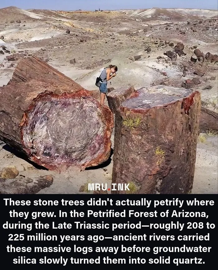 A woman photographing a large petrified wood trunk in a desert showing fascinating photos of strange world sights.