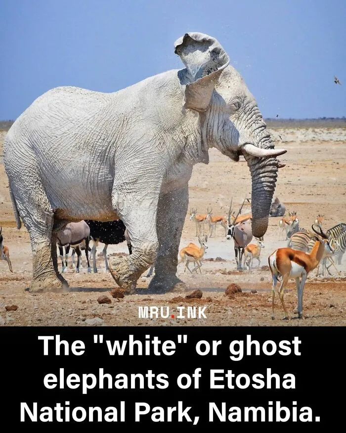 A large white elephant standing in a field demonstrating how strange the world can be.