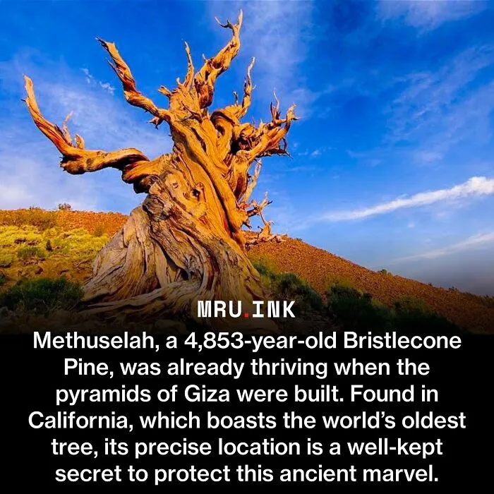 Methuselah ancient bristlecone pine tree showing how strange the world can be.