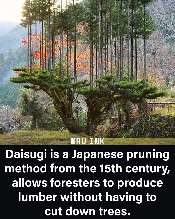 A Japanese Daisugi cedar tree grown using traditional pruning techniques, highlighting fascinating world facts.