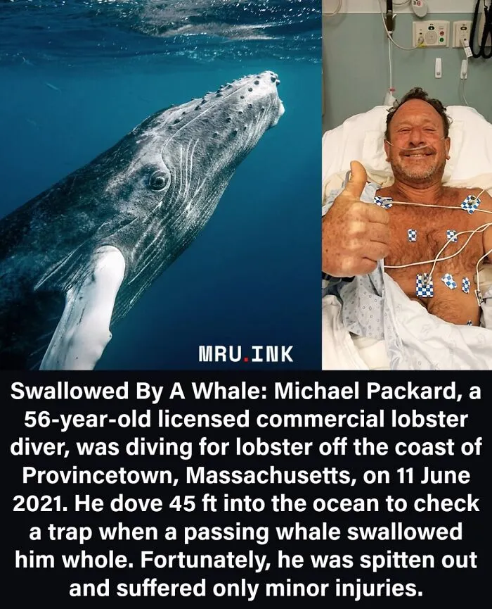 A whale swimming beside diver Michael Packard showing how strange the world can be