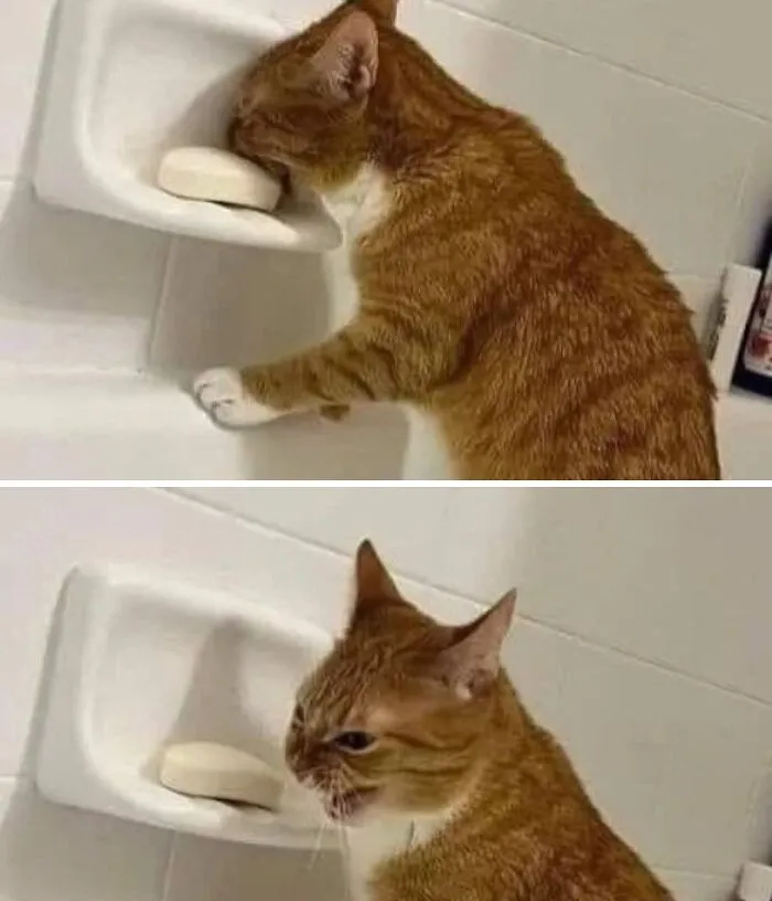 An orange tabby cat sniffing soap and making a funny face in a purr-fectly timed cat pic.