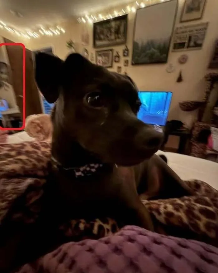 A dark dog sitting indoors with a terrifying background figure looking like a horror movie photo.