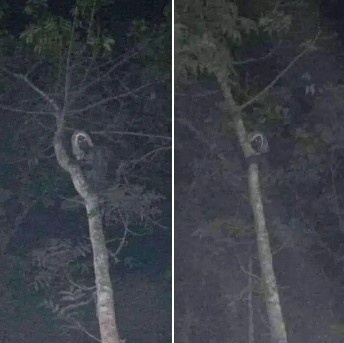 A glowing-eyed creature sits high in a tree, captured in a creepy real-life photo from a horror movie