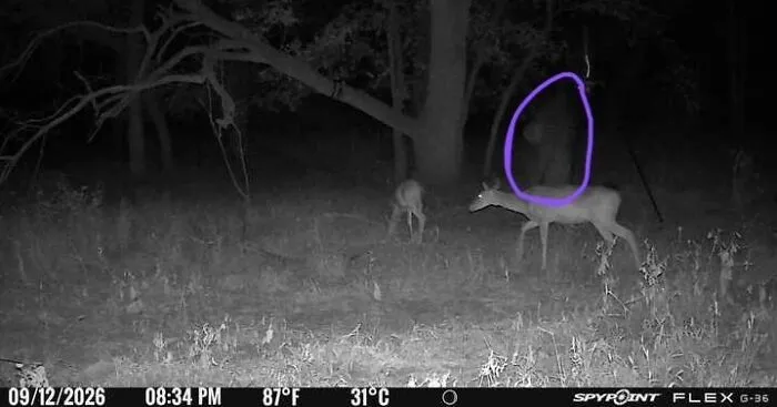 Trail camera captures deer with a shadowy figure in the background like a real-life horror movie photo