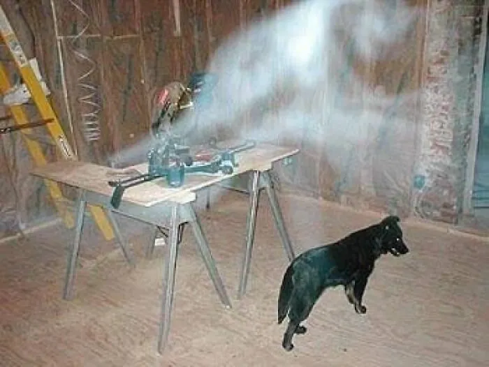 A strange ghost-like mist swirling near a dog indoors, seen in real-life photos like a horror movie.