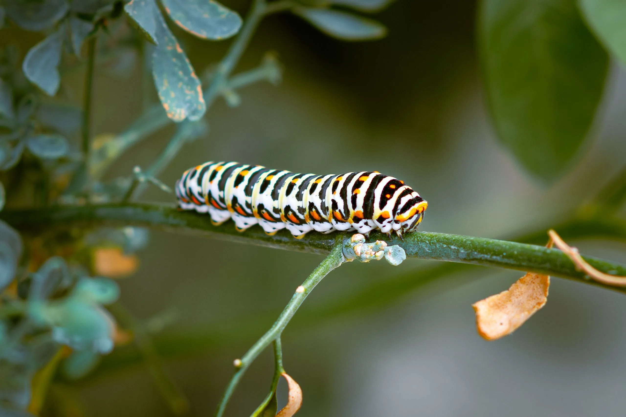 A striped caterpillar crawling on a green branch in nature.