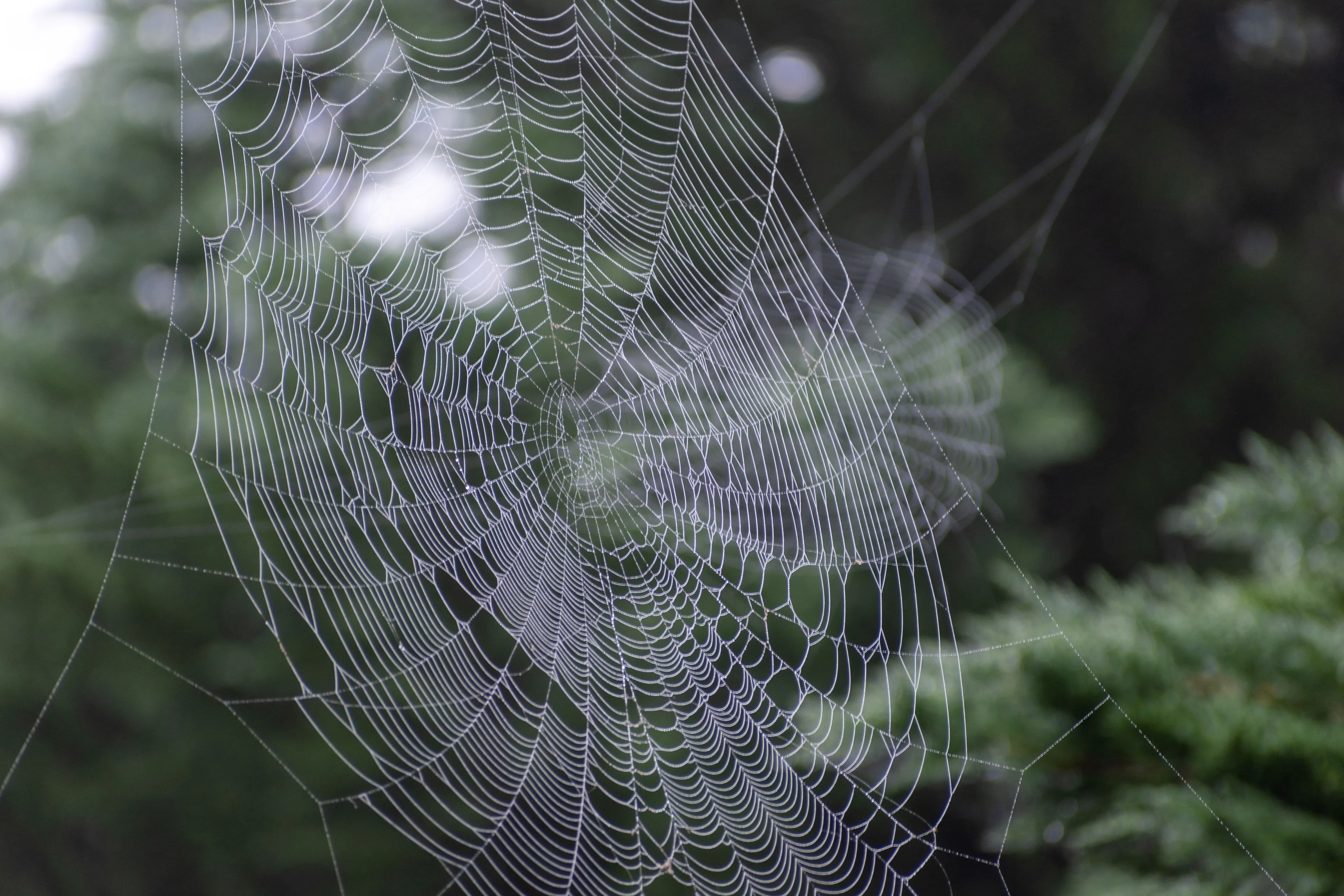 Detailed spider web covered in dew drops for a general knowledge quiz about spider legs.