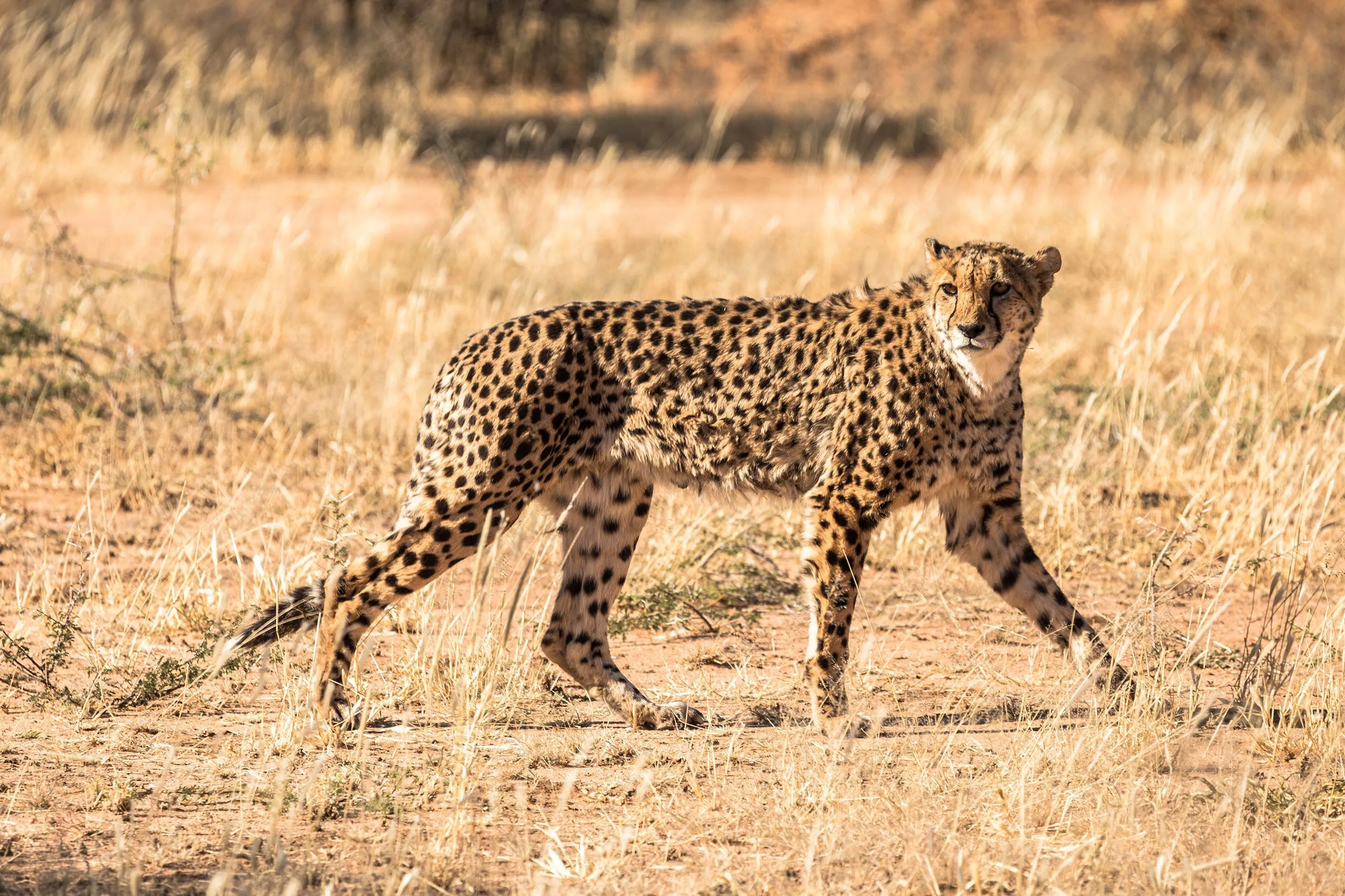 Cheetah walking through dry grass for a general knowledge quiz animal identification question.