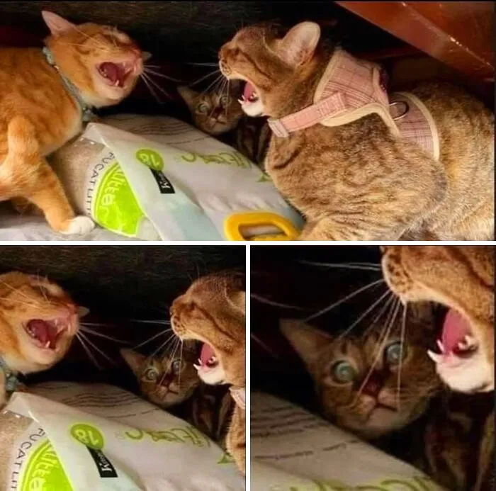 Purr-fectly timed cat pics capturing two cats hissing while a third cat looks shocked in the background.