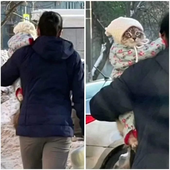 Side-by-side view of a person carrying a cat dressed in a winter outfit for funny cat pics.