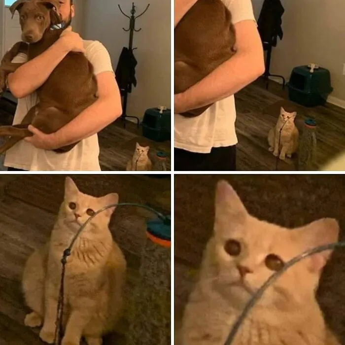 A sequence of perfectly timed cat pics showing a jealous cat watching a owner hold a brown dog.