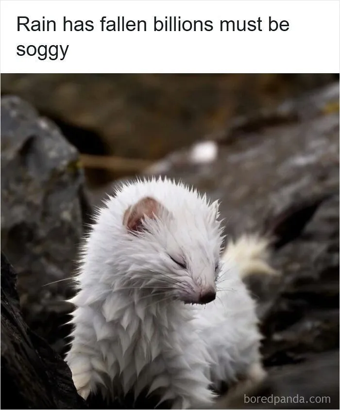 63 Memes That Need Absolutely Zero Context To Be Funny