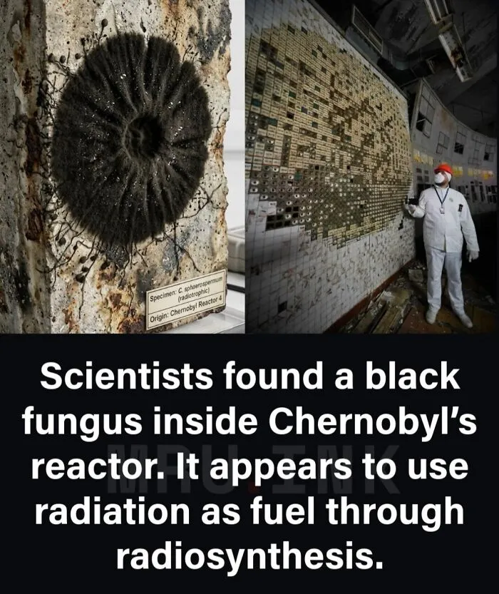 Split view of black fungus and a worker at Chernobyl, demonstrating strange photos and facts