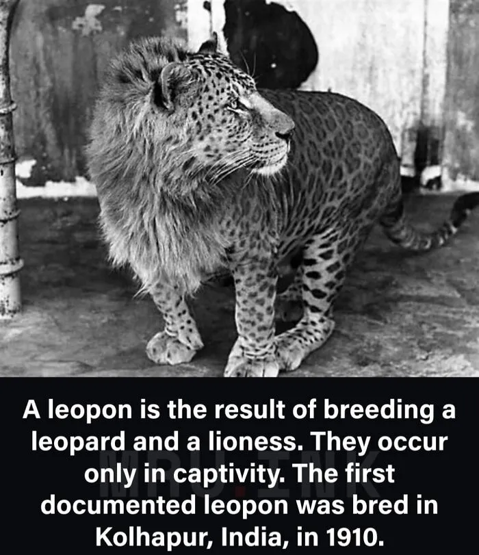 A rare black and white photograph of a leopon, demonstrating strange photos and facts about nature