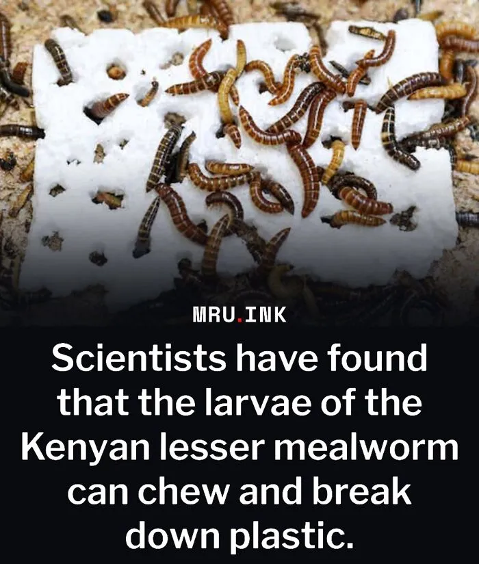 Kenyan lesser mealworm larvae eating plastic, highlighting fascinating facts about nature's adaptation.