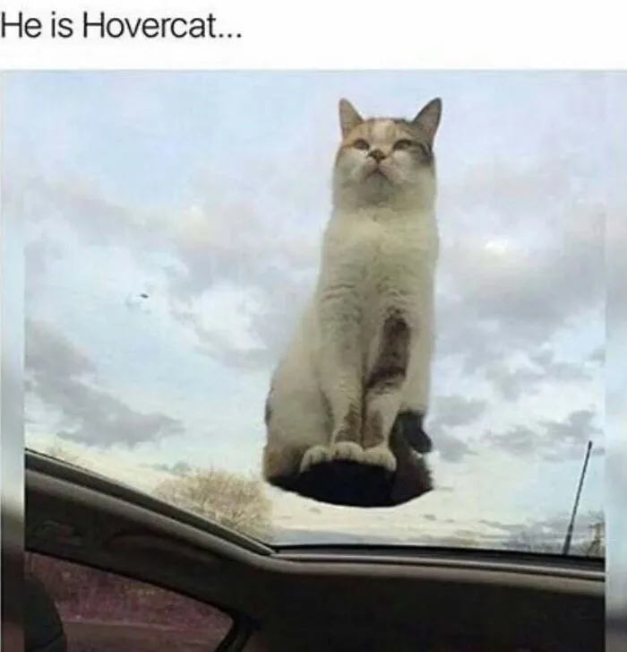 Amusing cat memes featuring a feline sitting on a glass sunroof making it look like Hovercat floating in the sky.