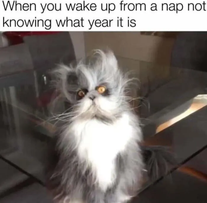 Fluffy cat memes showing a disheveled pet waking up with wide eyes.