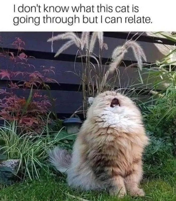 Relatable cat memes featuring a fluffy cat looking up and dramatically meowing outdoors in the grass