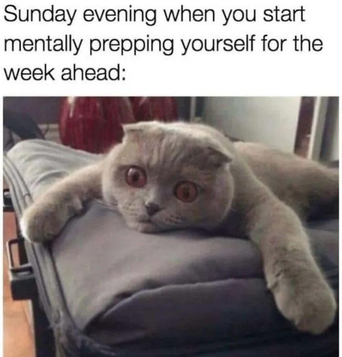 Anxious cat looking worried on a cushion, showing feline expressions in funny cat memes.