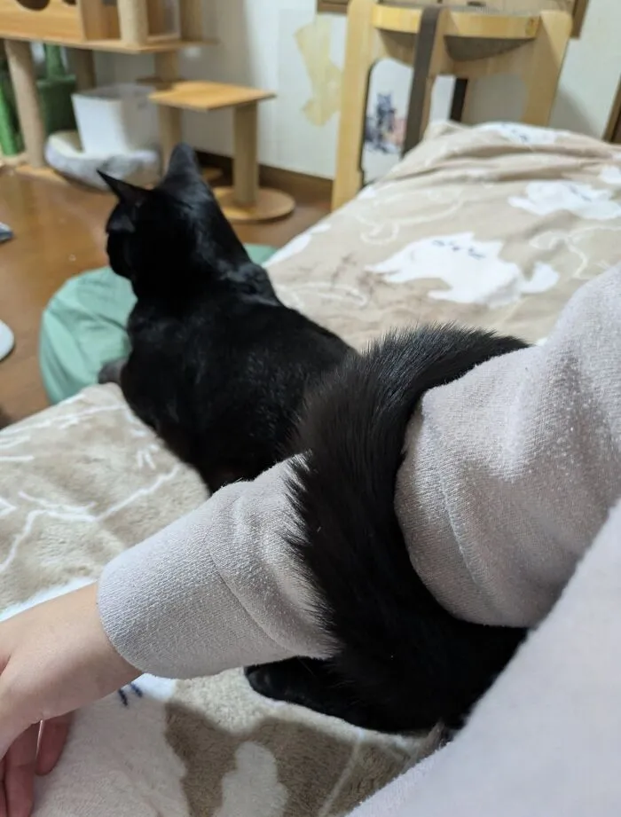 Adorable black cat wrapping its tail around a person arm