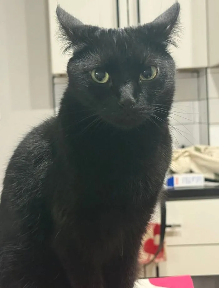 A funny black cat with flattened airplane ears looking directly at the camera.