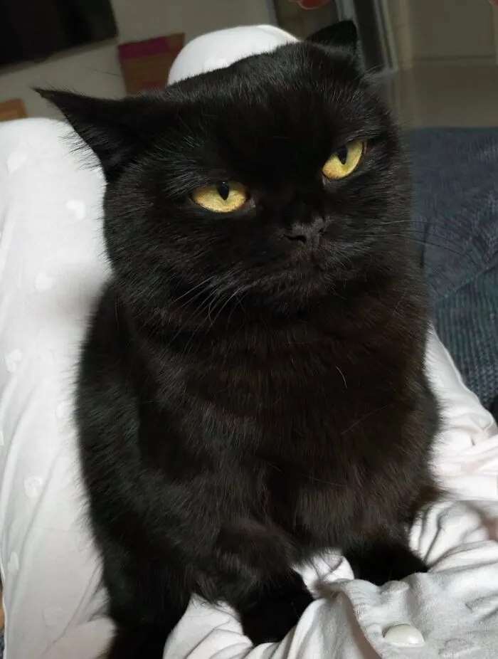 Funny black cat sitting indoors with a humorous moody expression