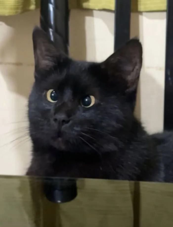 A curious black cat looking up attentively near a table.