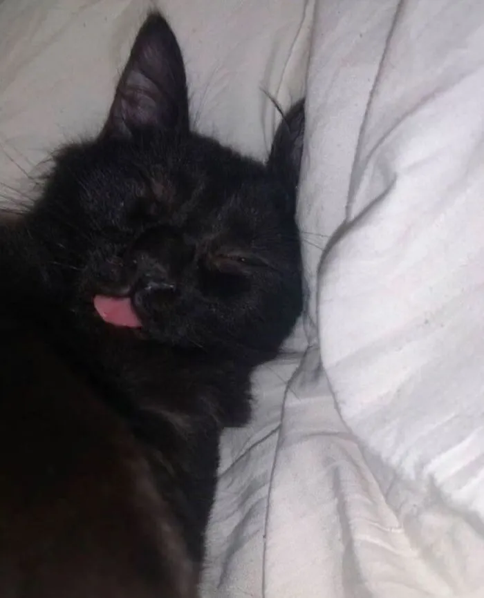 An adorable black cat sleeping with its tongue sticking out.
