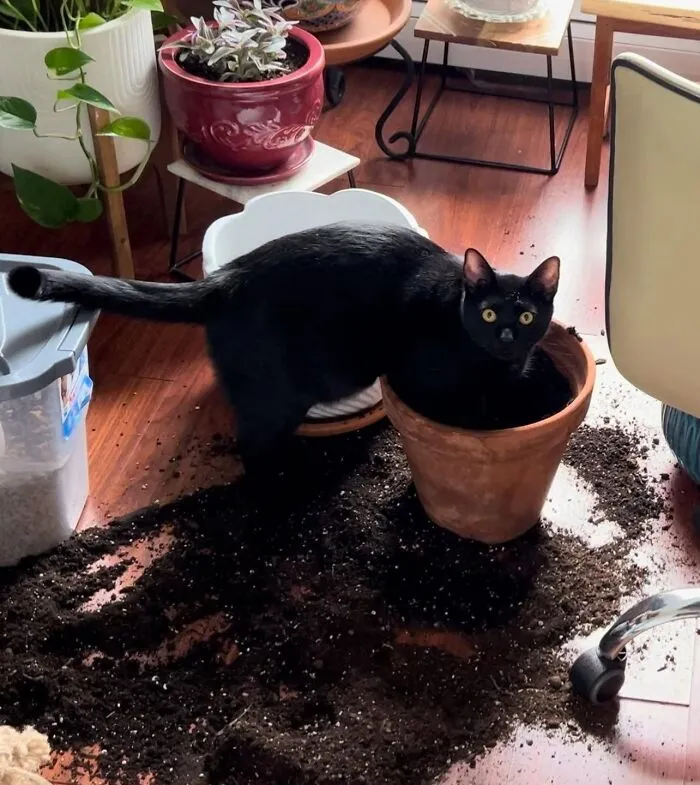Adorable black cat sitting in a terracotta pot surrounded by spilled soil