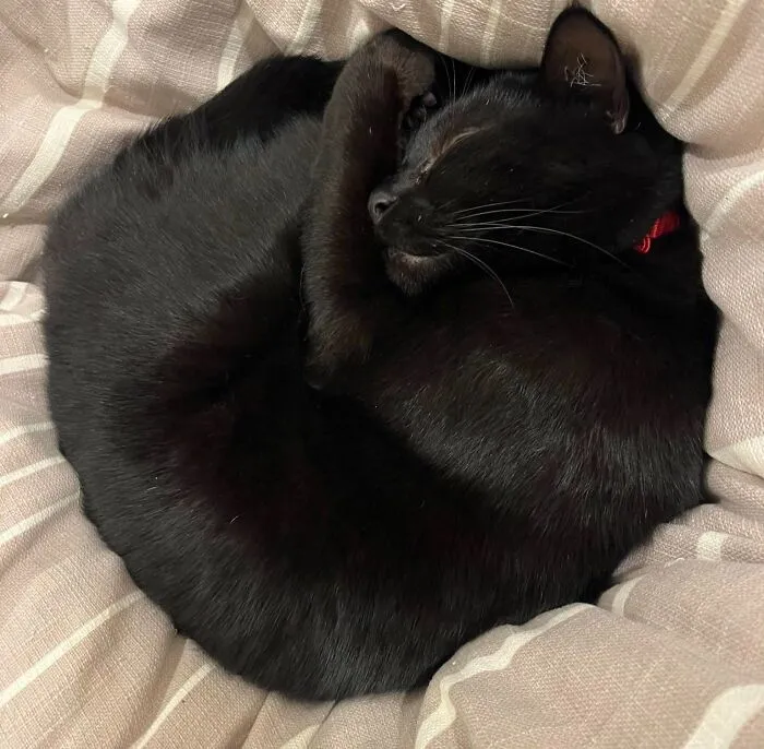 A black cat sleeping soundly curled up in a tight circle on a soft blanket.