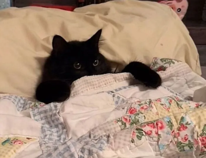A cute black cat comfortably tucked under a cozy blanket in bed.