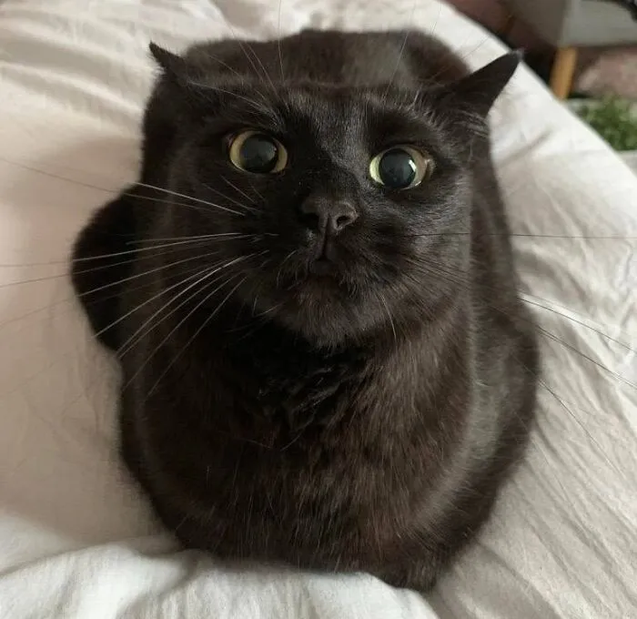 An adorable black cat sitting in a loaf position on a white bed sheet.