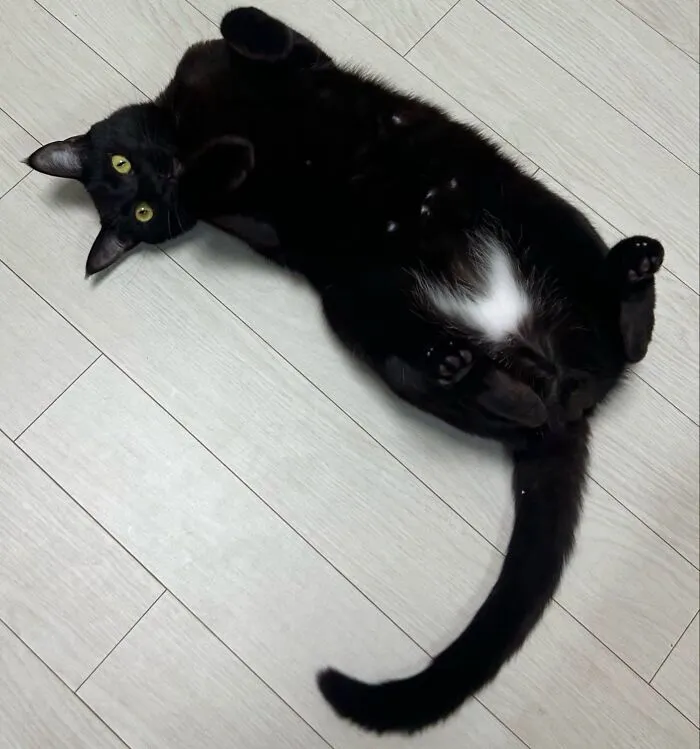 An adorable black cat lying on its back on a light wooden floor showing its tummy patch.
