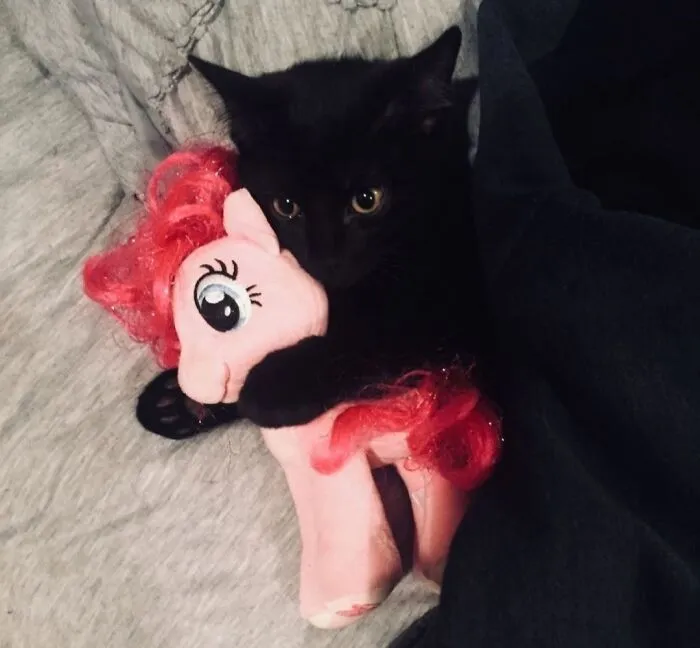 An adorable black cat lying on a bed and snugly hugging a pink plush pony toy.