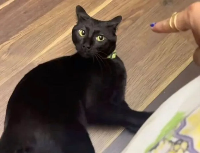 Adorable black cat sitting on the floor looking at a finger pointing at it