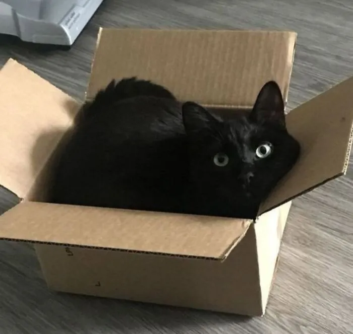 An adorable black cat sitting inside a small cardboard box.