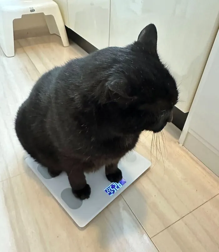 A funny black cat sitting on a digital scale in the bathroom.