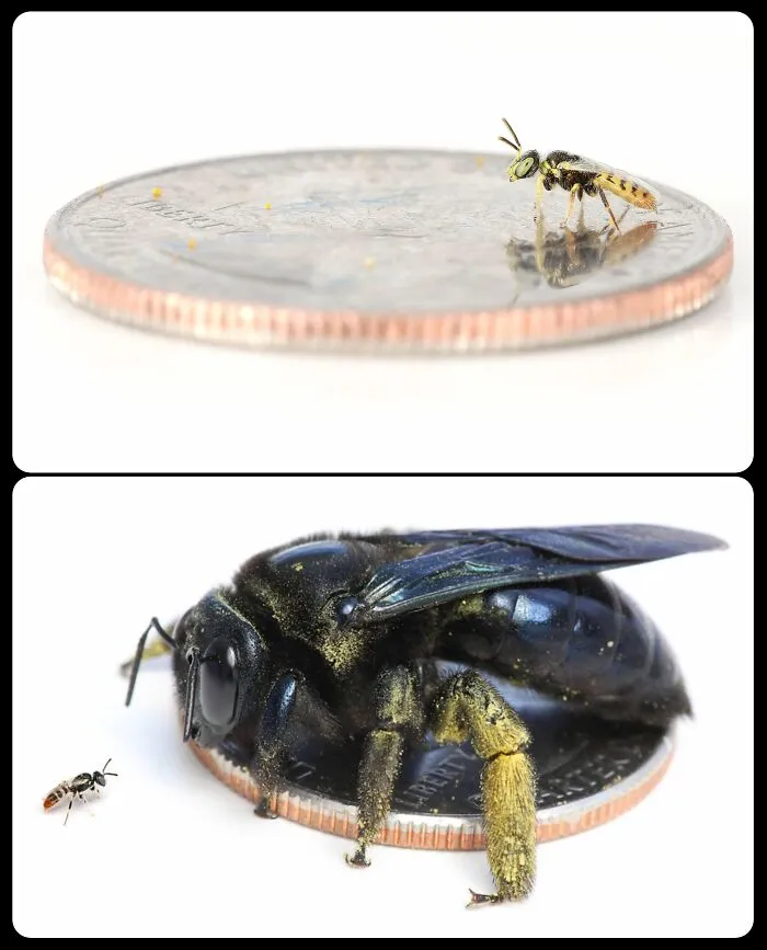 Comparison of tiny and huge bees on coins, highlighting fascinating animals and insects.
