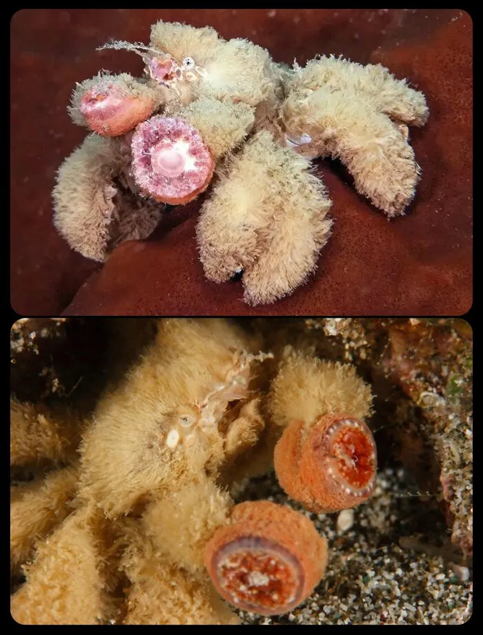 Furry crab underwater, showcasing unique marine facts about fascinating animals.