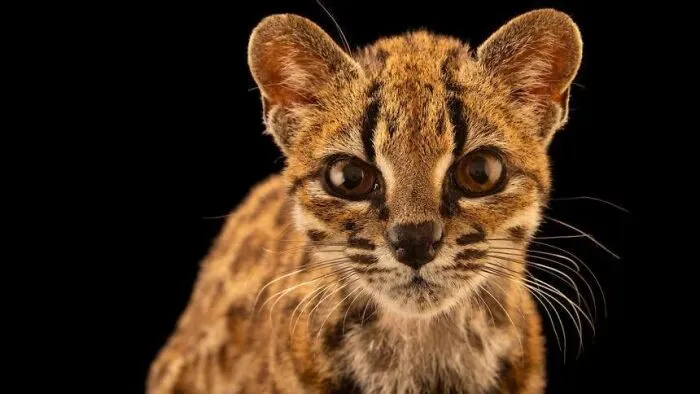 Close-up of a small wild spotted cat, one of many fascinating animals.