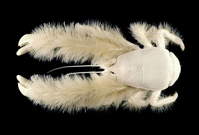 A white, hairy yeti crab showcasing fascinating animals against a plain black background