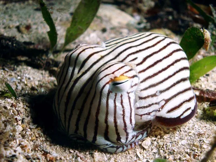 A striped pajama squid buried in sand, an example of fascinating animals of the deep ocean