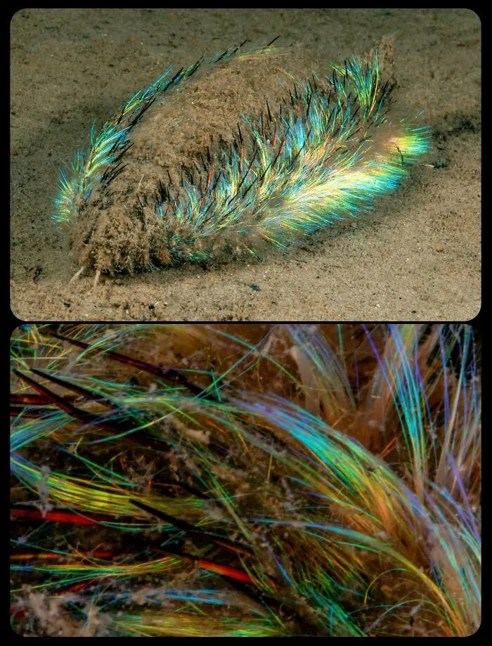 Iridescent bristles of a sea mouse highlighting fascinating animals found underwater