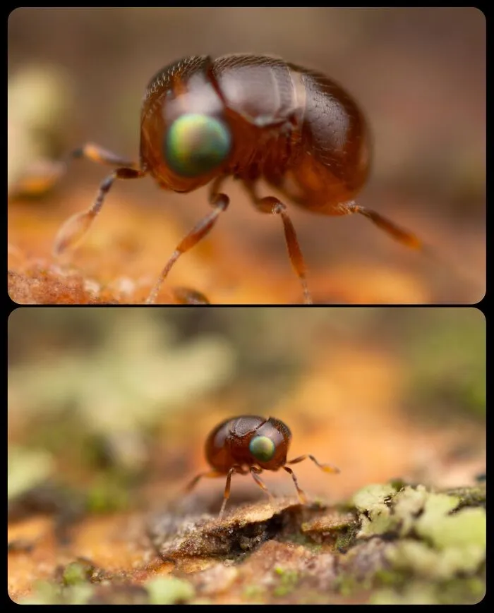 Macro close-up view of a tiny brown globular springtail, among fascinating animals in nature