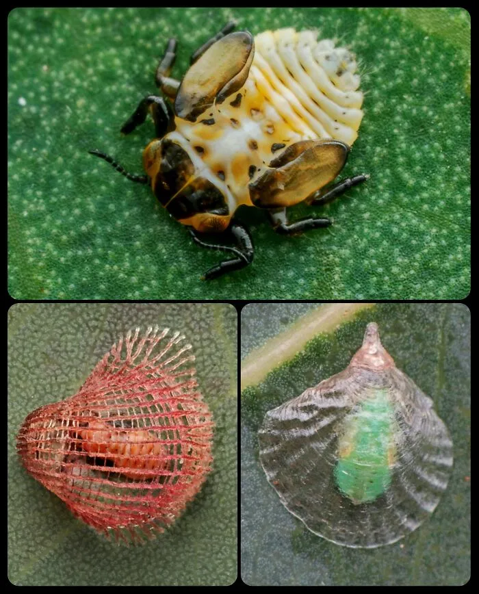 Collage of tiny insects on leaves showcasing fascinating animals and unique natural details.