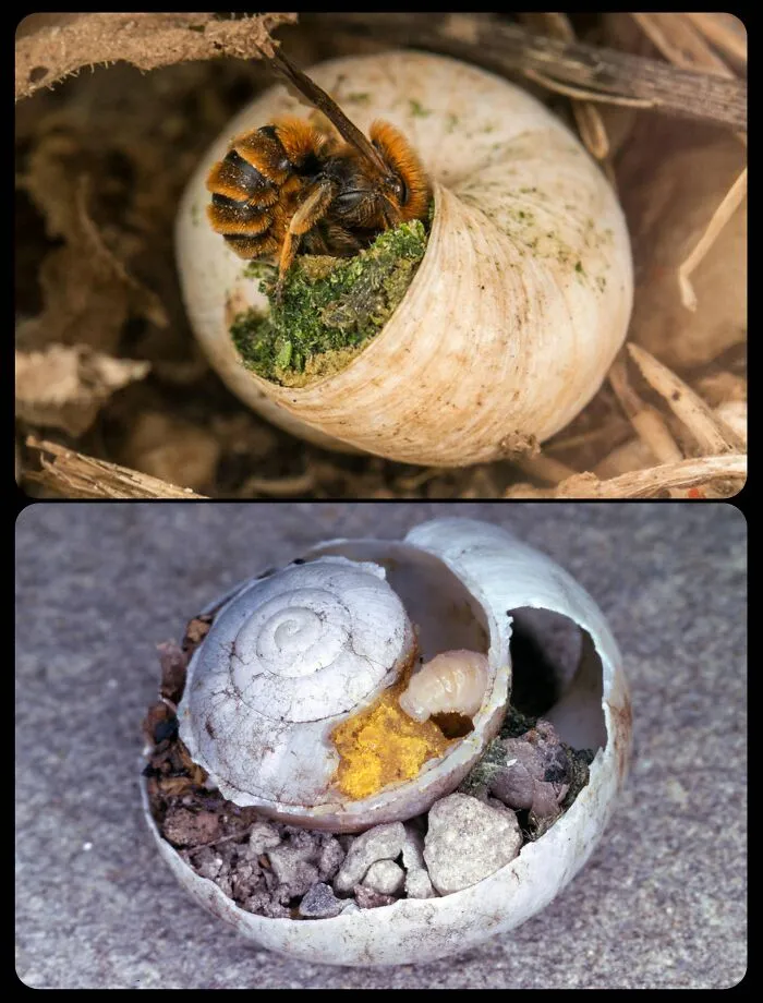 Bee constructing a nest inside a snail shell, demonstrating fascinating animals and insect behavior.